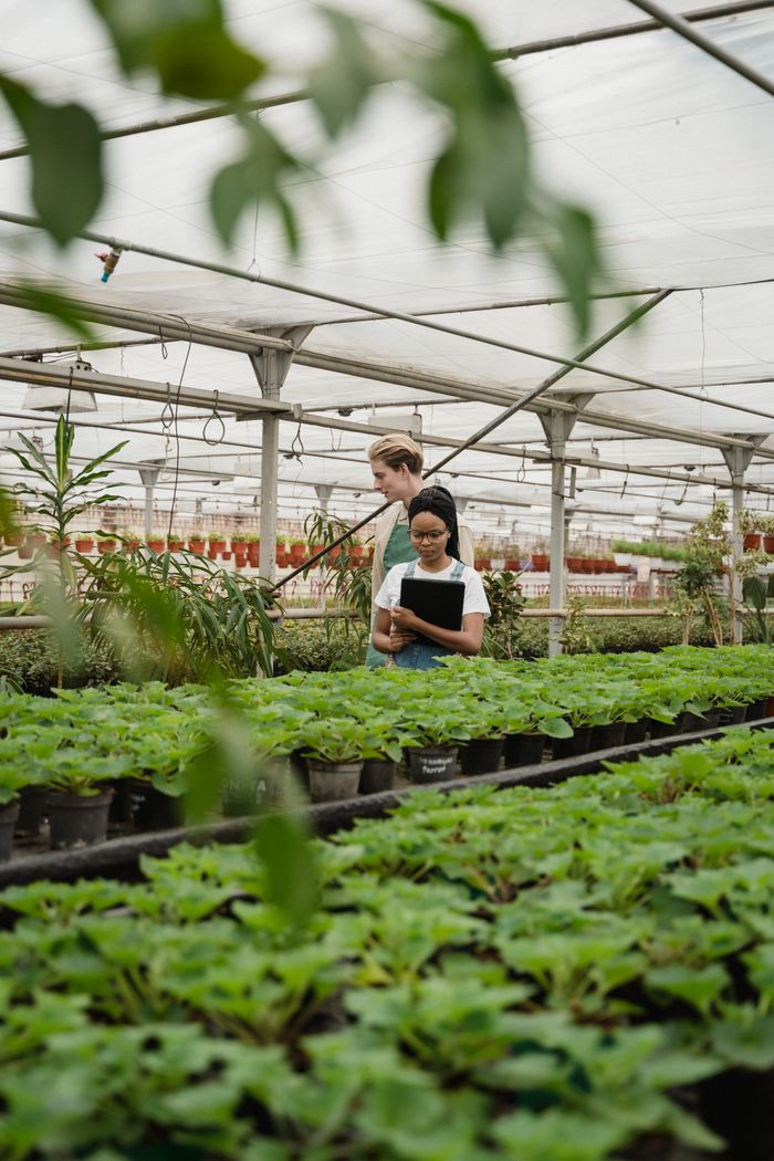 A man and woman checking plants in a greenhouse setting, surrounded by lush greenery.