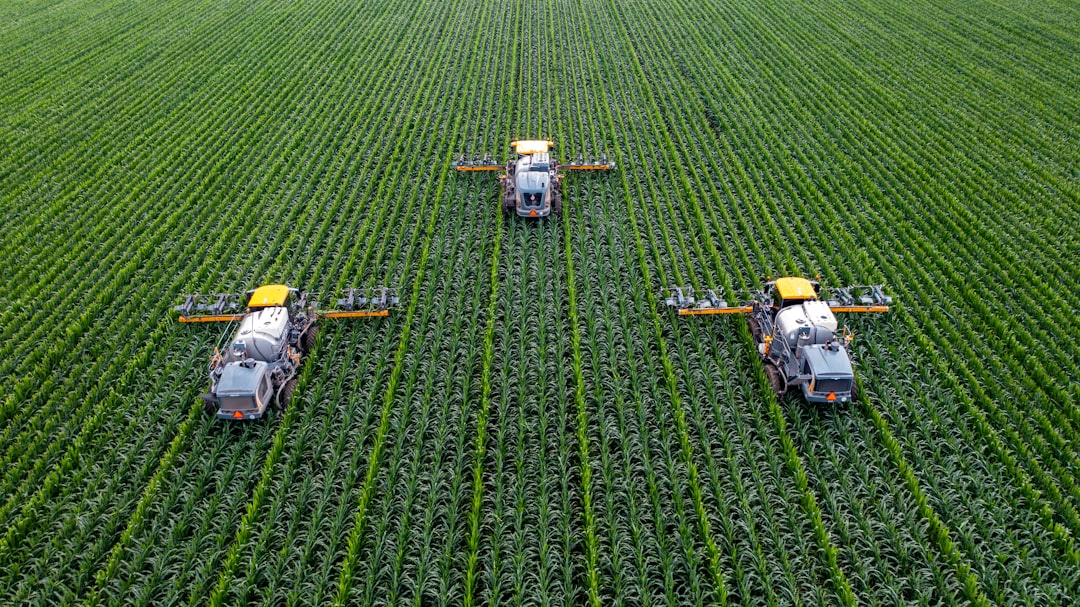 Detasseling Corn in Central Illinois